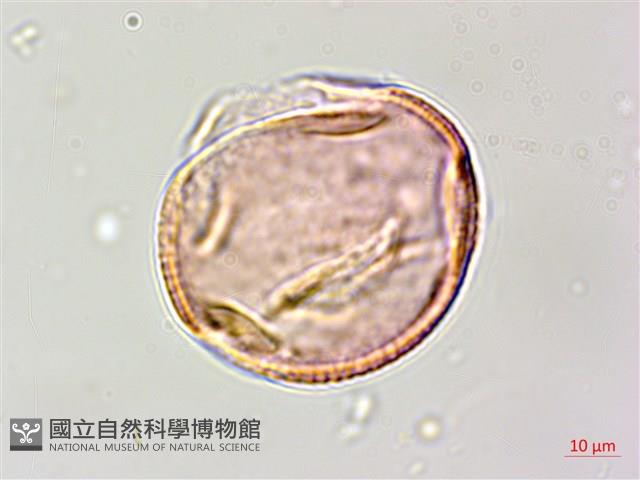 田菁藏品圖，第1張