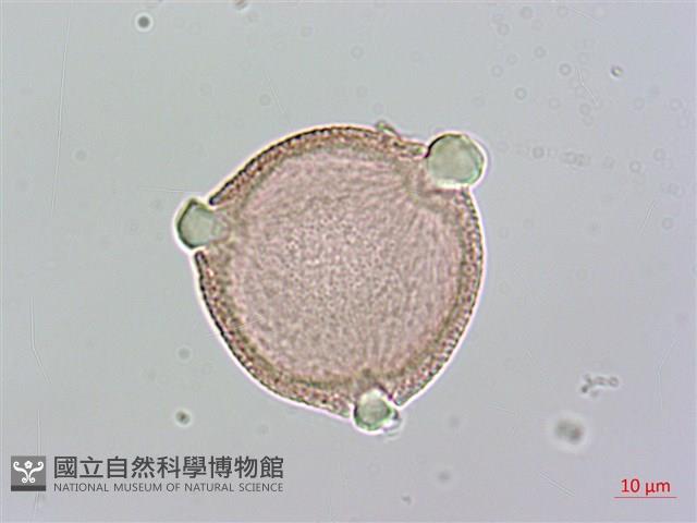 琉球雞屎樹藏品圖，第1張