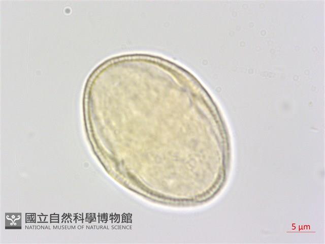 中華水芹藏品圖，第1張