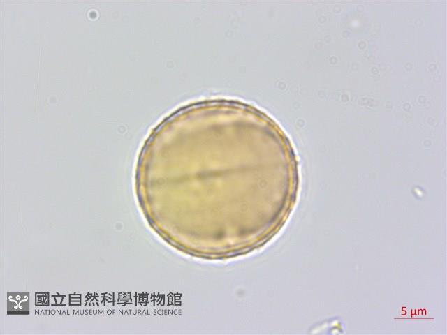 蘭嶼蘋婆藏品圖，第2張