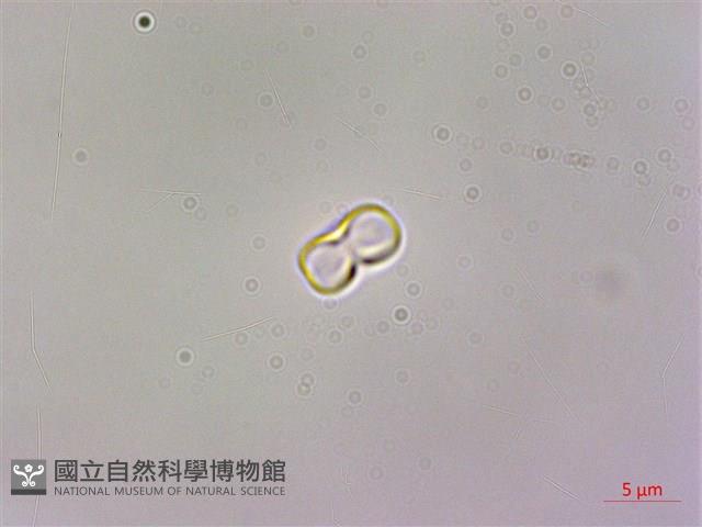 野勿忘草藏品圖，第2張