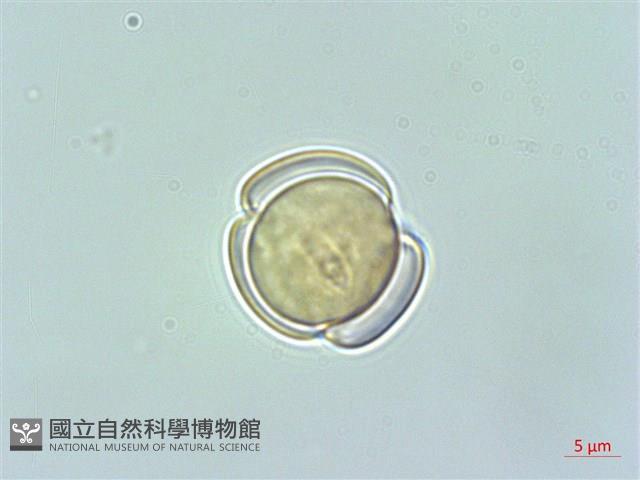 高山馬先蒿藏品圖，第1張