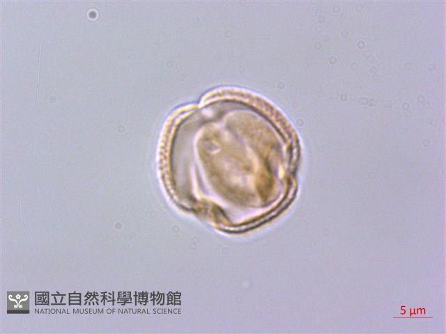 檸檬清風藤藏品圖，第1張