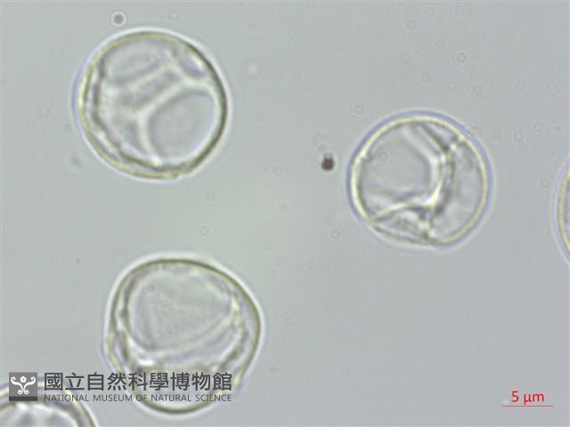 長葉水麻藏品圖，第1張