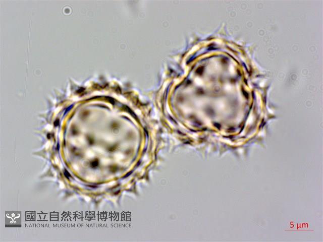 北美一枝黃花藏品圖，第1張