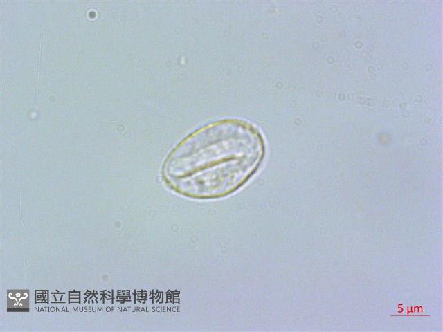 長柄冷水麻藏品圖，第1張