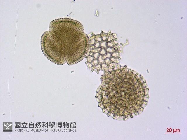 石蓯蓉藏品圖，第1張