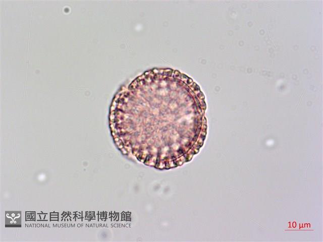 日本女貞、琉球女貞藏品圖，第1張