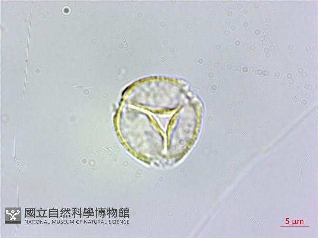 毛瓣蝴蝶木藏品圖，第2張