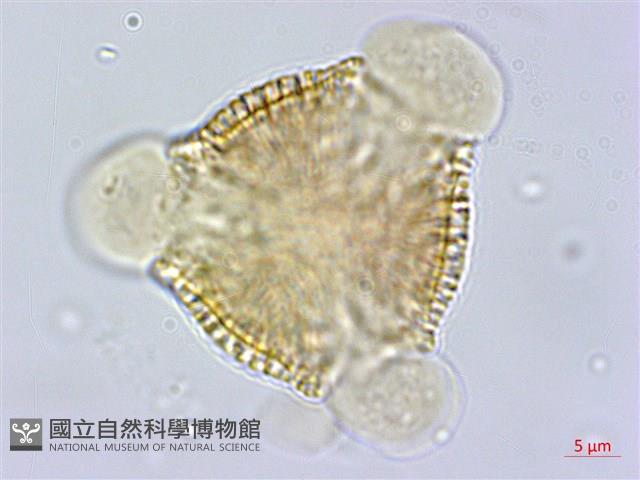 雷公藤藏品圖，第1張