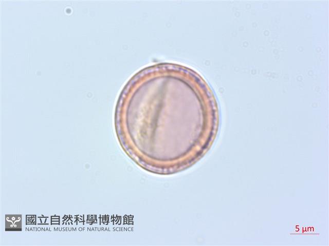 柱果鐵線蓮藏品圖，第1張