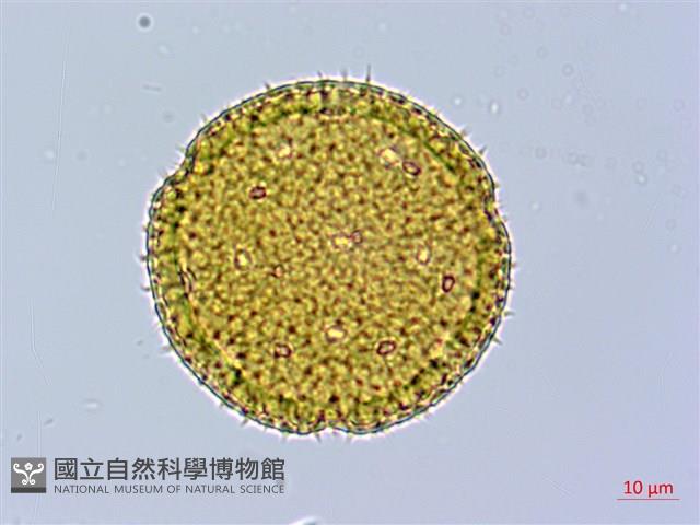 黃細心藏品圖，第1張