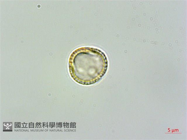 蓬萊藤藏品圖，第1張