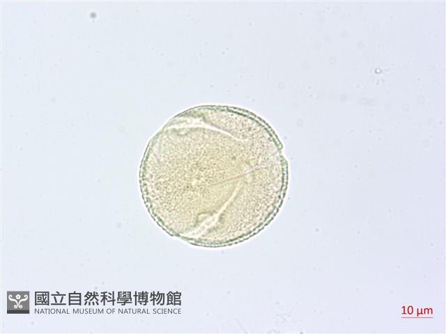 漢氏山葡萄藏品圖，第2張