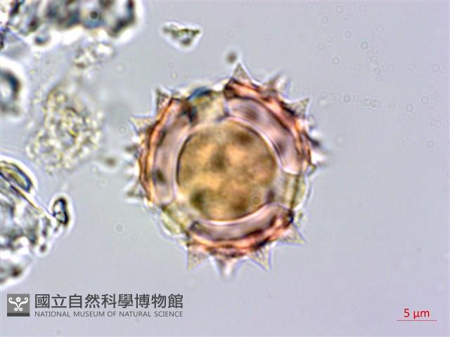 柔毛艾納香藏品圖，第2張