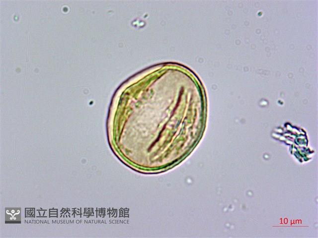 三菱果樹參藏品圖，第2張