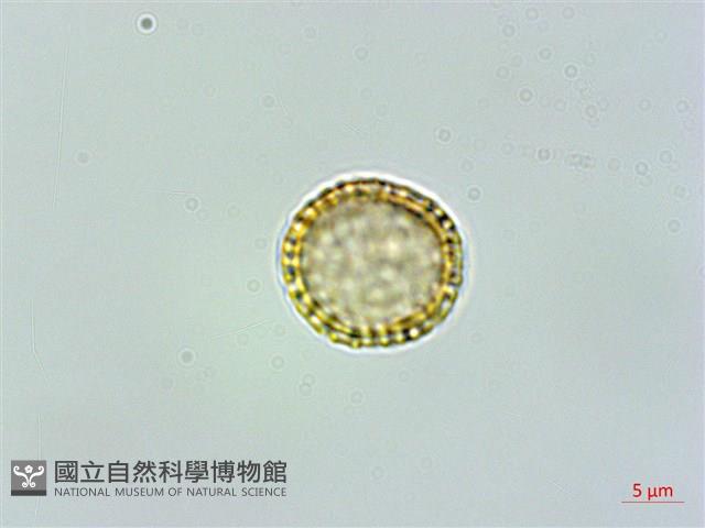 臺灣土防己藏品圖，第1張