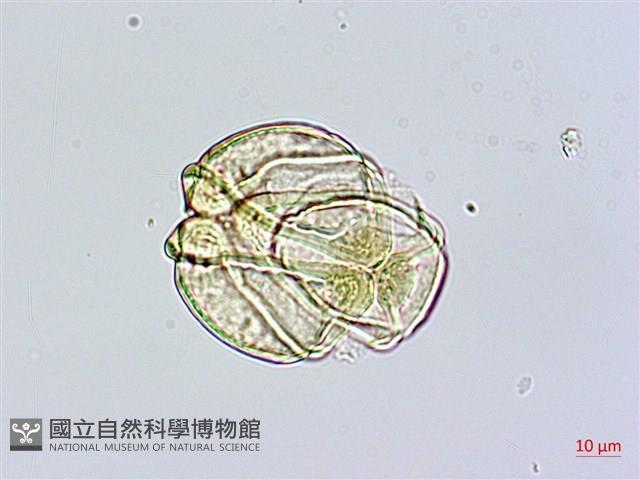 棋盤腳樹藏品圖，第1張