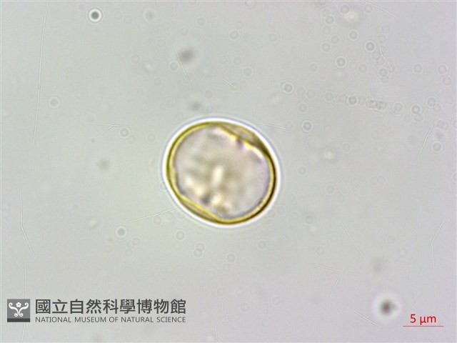 蘭嶼樹蘭藏品圖，第2張