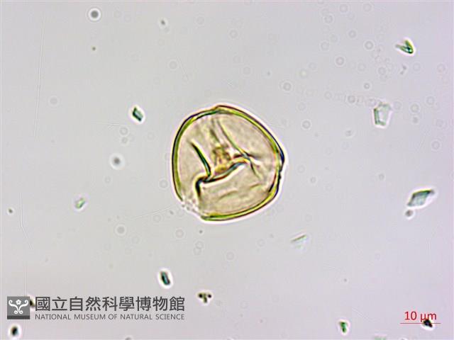 刀葉槲寄生、刀葉桑寄生藏品圖，第1張