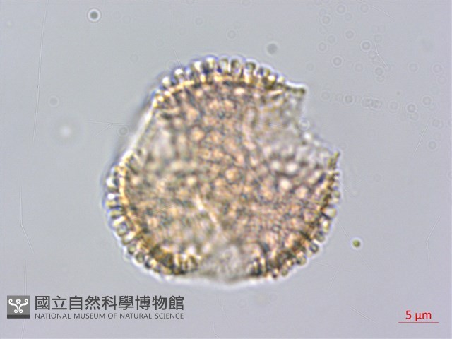 草野氏冬青藏品圖，第2張