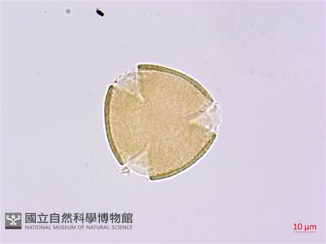 糙毛假地豆藏品圖，第1張