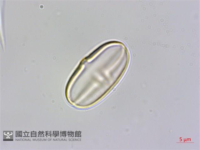 岩生秋海棠藏品圖，第1張