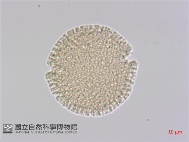 夏香藏品圖，第1張