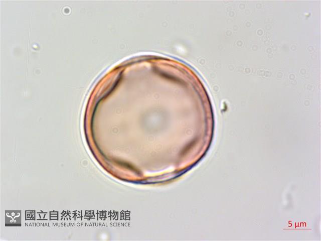 賽芻豆藏品圖，第1張