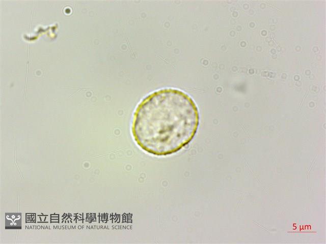 長梗盤花麻藏品圖，第1張