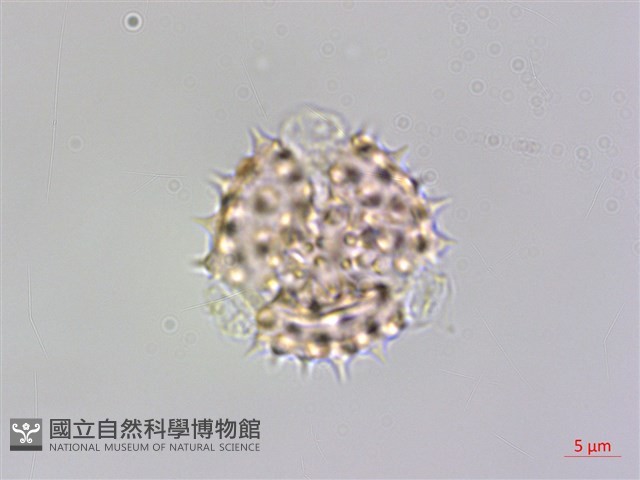 粘毛假蓬藏品圖，第2張