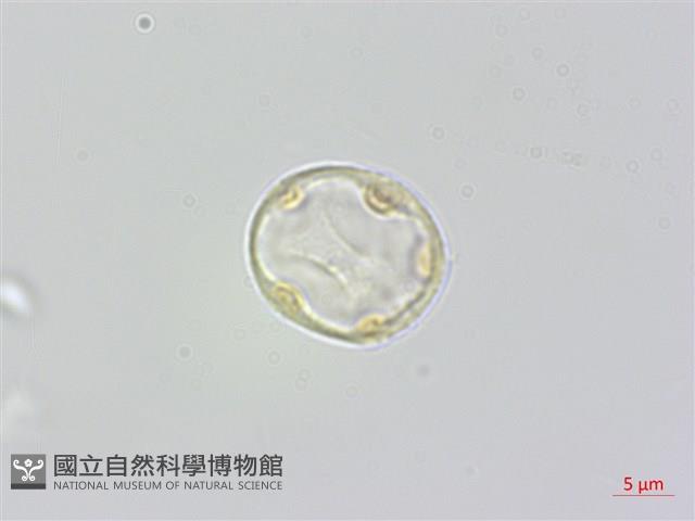 蟲蟻麻藏品圖，第1張