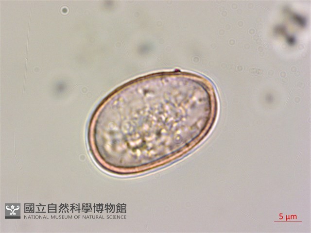 登錄號:S074975藏品圖，第1張