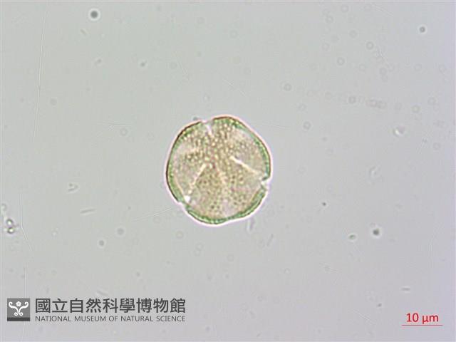 欖李藏品圖，第2張