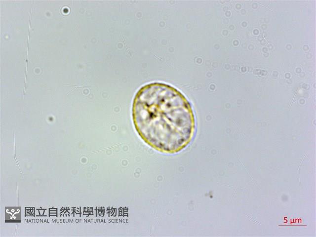 微頭花樓梯草藏品圖，第1張