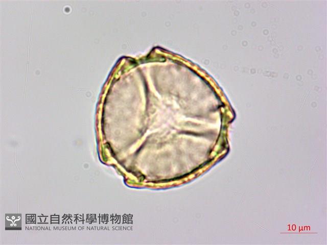 月橘藏品圖，第1張