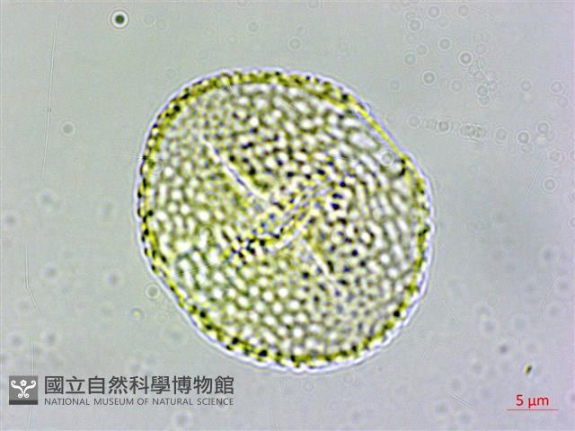 登錄號:S109624藏品圖，第1張