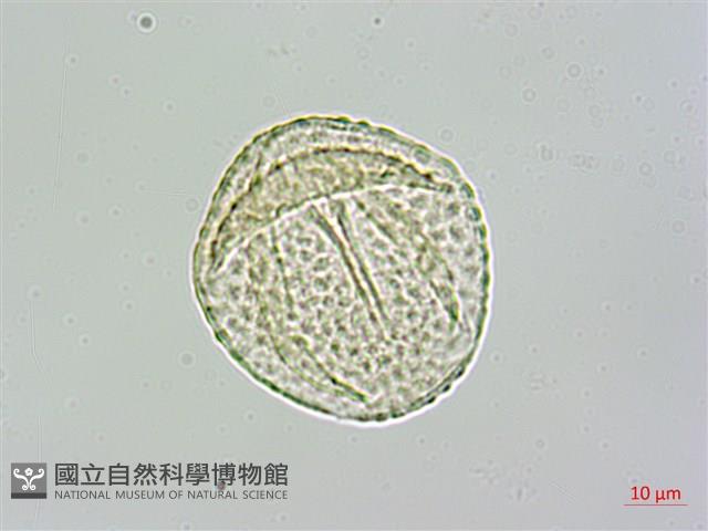 茅瓜藏品圖，第2張