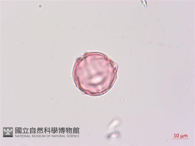 燈籠草藏品圖，第2張