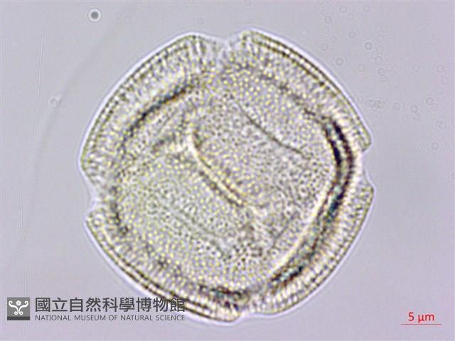 Accession Number:S119524 Collection Image, Figure 2, Total 5 Figures