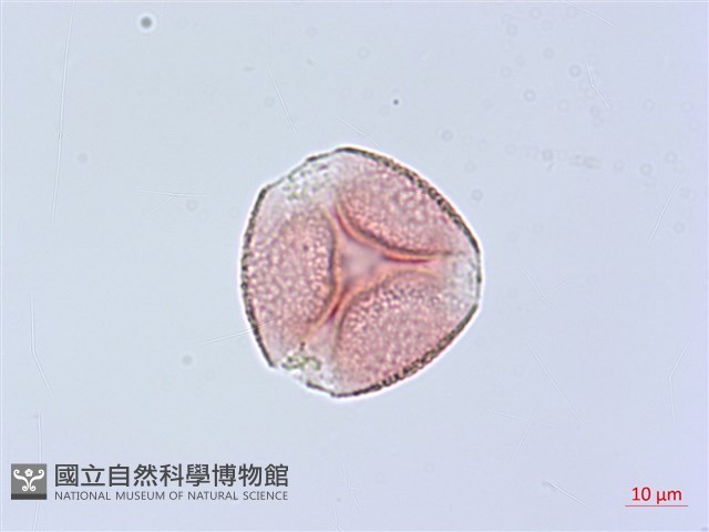錦美山茶藏品圖，第1張
