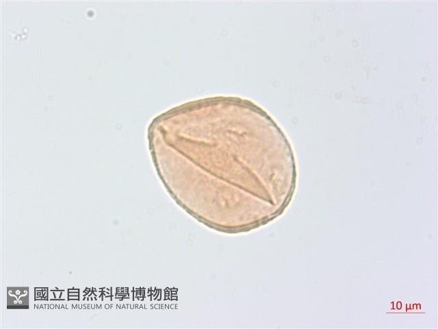 頷垂豆藏品圖，第1張