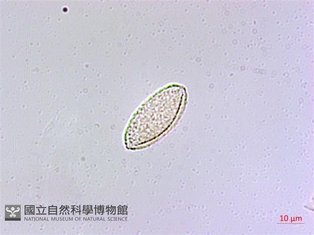 麥門冬藏品圖，第2張