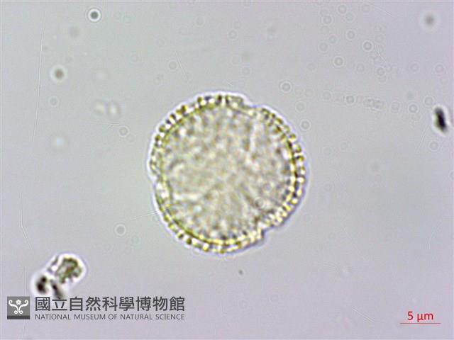 大葉木犀藏品圖，第1張