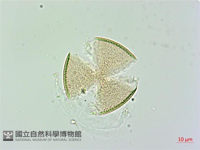 日本商陸、圓果商陸藏品圖，第2張