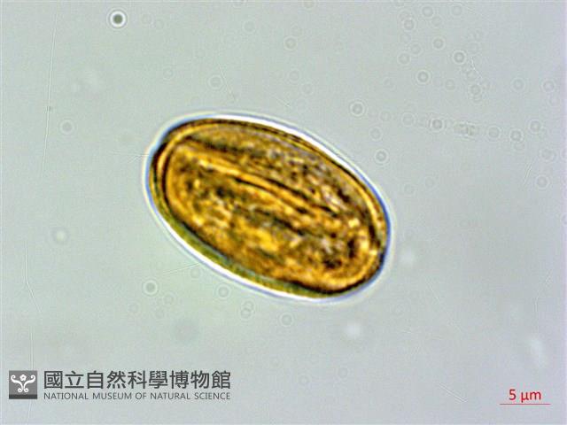 短柄金絲桃藏品圖，第1張