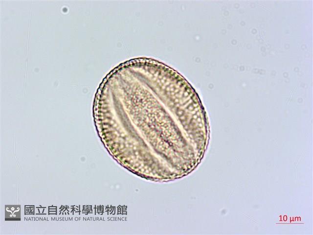 華九頭獅子草藏品圖，第2張