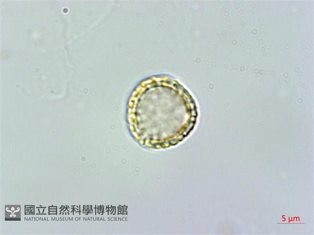 千金藤、金線吊烏龜藏品圖，第1張