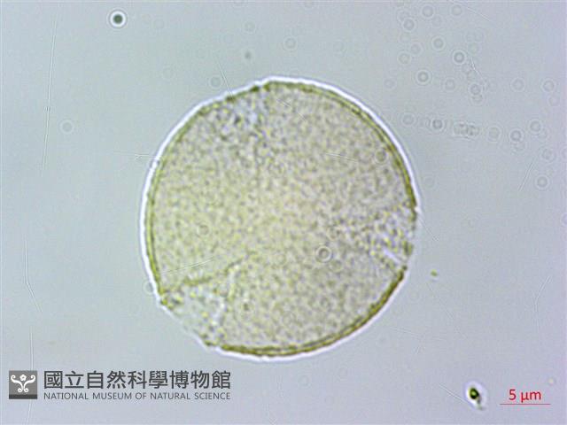 薄葉虎皮楠藏品圖，第2張
