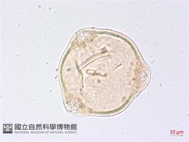 黑龍江柳葉菜藏品圖，第1張